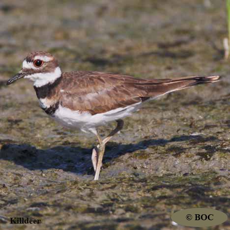 Birds of Cuba
