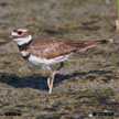 Killdeer