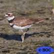 Killdeer
