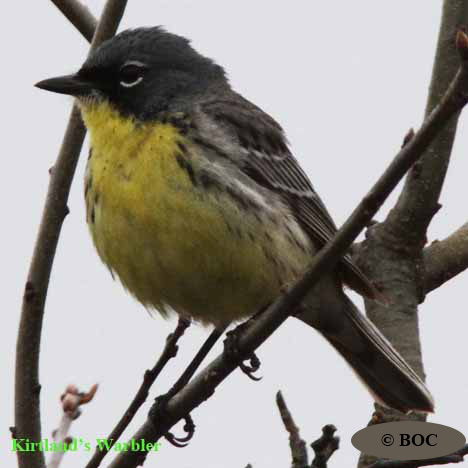 Birds of North America