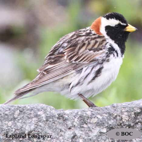 Birds of North America