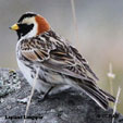 Longspur
