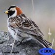 Lapland Longspur