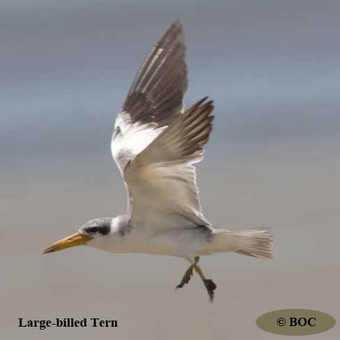 BOC