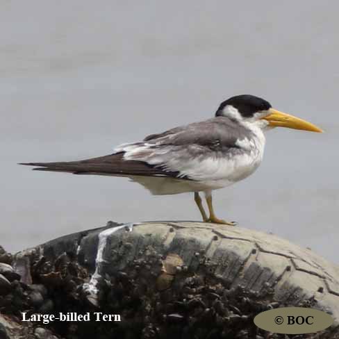 Birds of Cuba