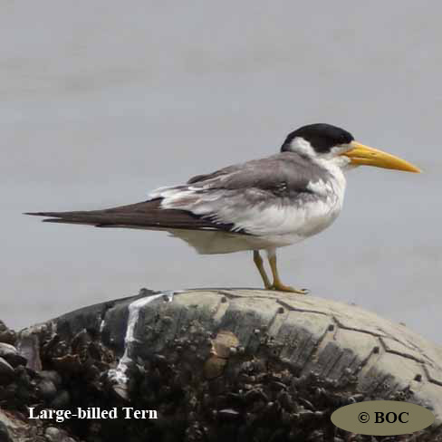 Birds of Cuba
