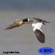 Large-billed Tern