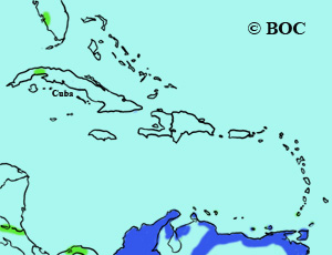 Large-billed Tern range