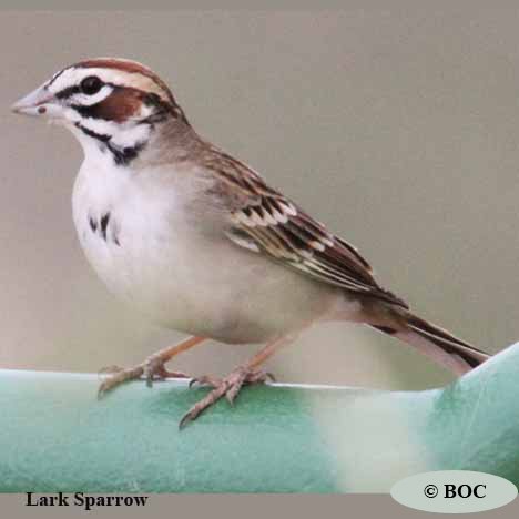Birds of Cuba