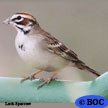 Lark Sparrow
