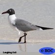 Laughing Gull