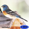 Lazuli Bunting
