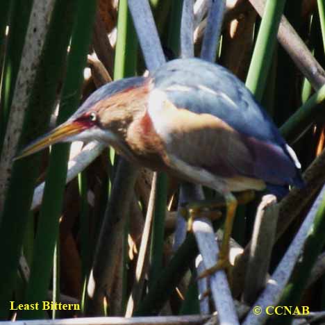 Birds of Cuba