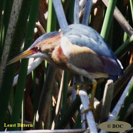 Birds of Cuba