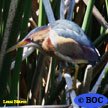 Least Bittern
