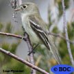 Least Flycatcher