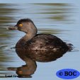 Least Grebe