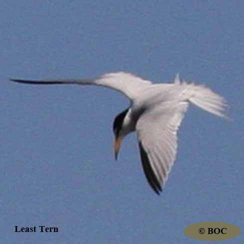 BOC