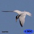 Least Tern