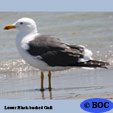 Lesser Black-backed Gull