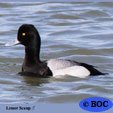 Lesser Scaup