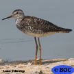 lesser-yellowlegs