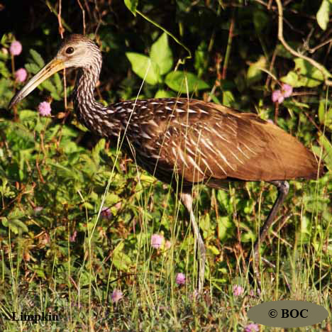 Birds of Cuba