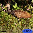 Limpkin