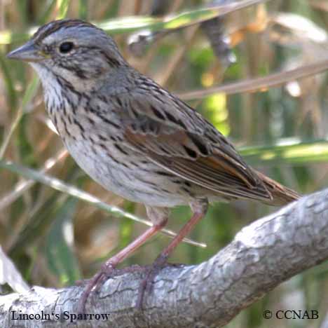Birds of Cuba