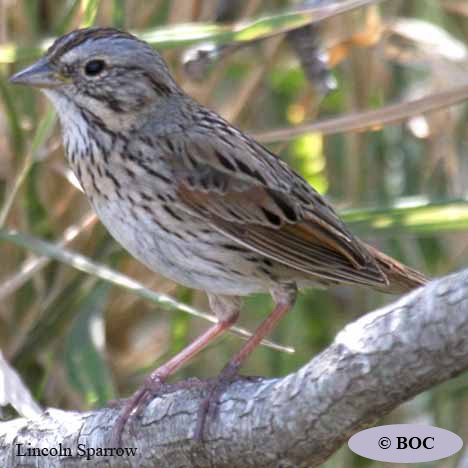 Birds of Cuba