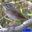 Lincoln's Sparrow