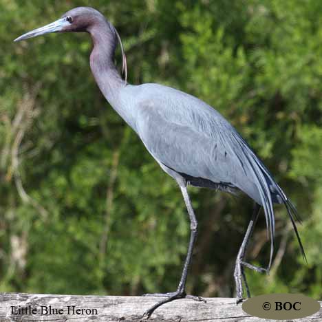 Birds of Cuba