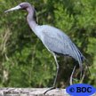 Little Blue Heron