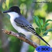 Kingbirds