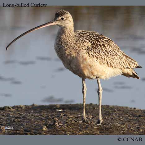 curlews