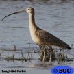 Curlew