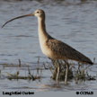 Curlew