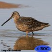Long-billed Dowitcher
