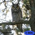 Long-eared Owl