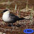 Long-tailed Jaeger