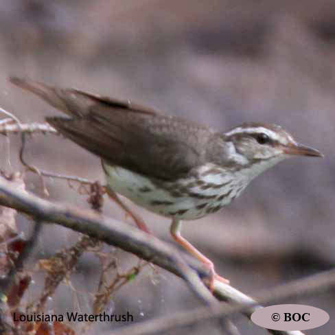Birds of Cuba