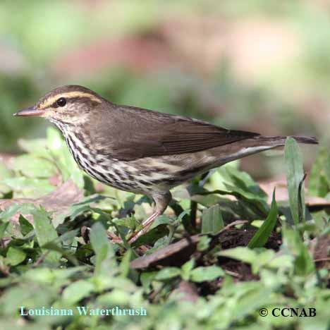 waterthrushes