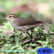 Louisiana Waterthrush