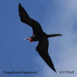 Frigatebird