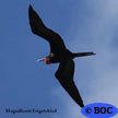 Magnificent Frigatebird