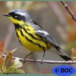Magnolia Warbler