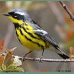 Magnolia Warbler