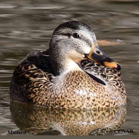 male mallard