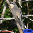 Mangrove Cuckoo