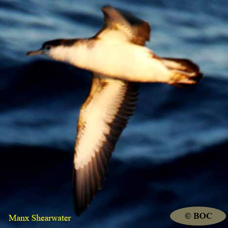 Birds of North America